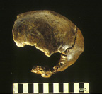 skull image