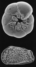 foram image