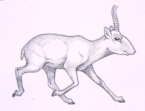 saiga image